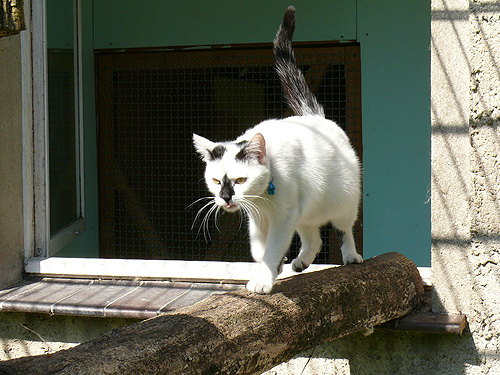 Katzenpension Leipzig Impression