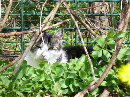 Katzenpension Leipzig Impression